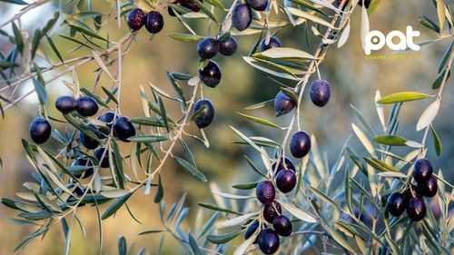 El lado saludable de las aceitunas negras: beneficios y advertencias