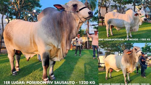 Un logro destacado en el sector pecuario que resalta la calidad genética y productividad de los reproductores