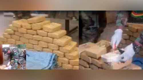 Importante golpe al narcotráfico en Chulumani: Secuestran 202 kilos de marihuana