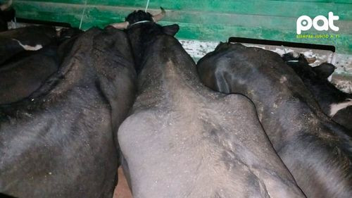Incautan 13 cabezas de ganado en la carretera La Paz–Oruro y son entregadas a emapa para su comercialización
