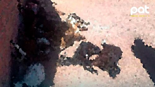 Investigan biocidio en Tupiza: 45 chivos muertos y 10 heridos con picota