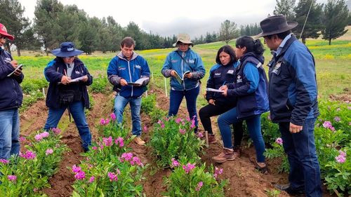 Bolivia impulsa nuevas variedades de papa para la industria