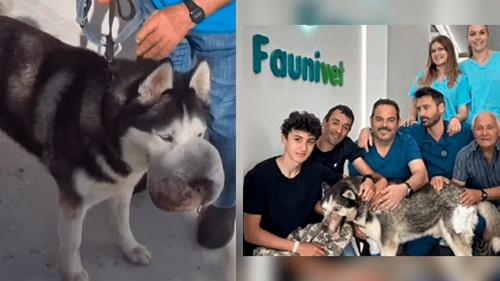 La conmovedora historia de Rex, que padecía un tumor y nadie quería operarlo