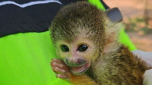 Mono Saimiri rescatado de incendios entregado al equipo de Biodiversidad de la Gobernación