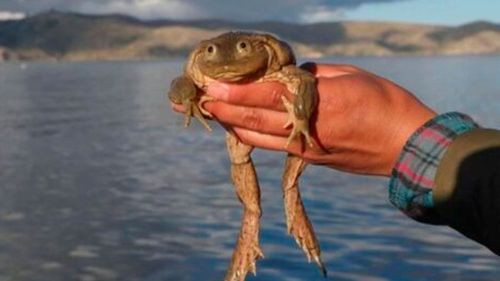 Aprehenden a tres personas por ofrecer platillos con ancas de rana gigante en La Paz