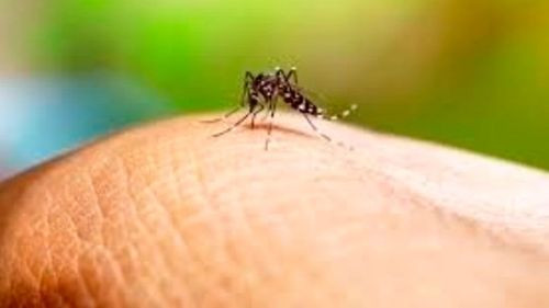 Chikunguña suma cuarto deceso y Santa Cruz activa alerta roja