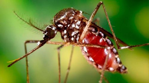 Oruro registra el primer caso de chikungunya en una mujer de 33 años