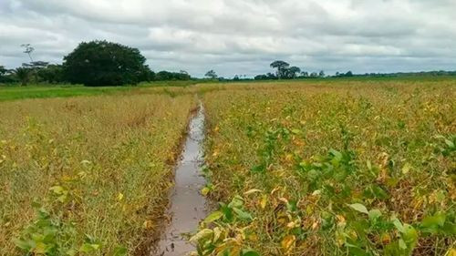 Imagen de Lluvias reducen en 400.000 toneladas la producción de soya, según Anapo
