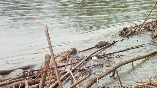 Encuentran sin vida a uno de los dos adolescentes desaparecidos en el río Isarzama