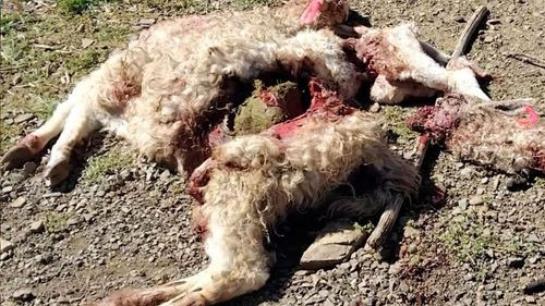 Ataque de perros salvajes deja 32 llamas muertas en Antequera, Oruro 