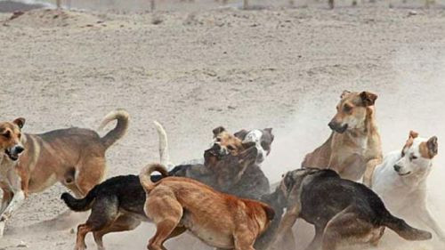 Terrorífico Ataque de Jauría de Perros en Oruro: Hombre Pierde la Vida