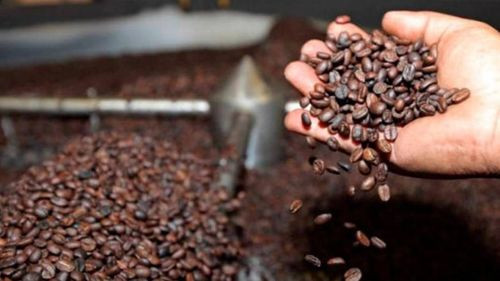 Café boliviano conquista mercados clave con alta demanda en EE.UU, Bélgica y Francia