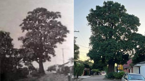 El Árbol Aguaí de Santa Cruz: Un Testigo Centenario de la Ciudad