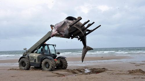 Alarma por la aparición de un tiburón de 7 metros muerto en la Costa de Escocia: Lo retiraron con un montacargas