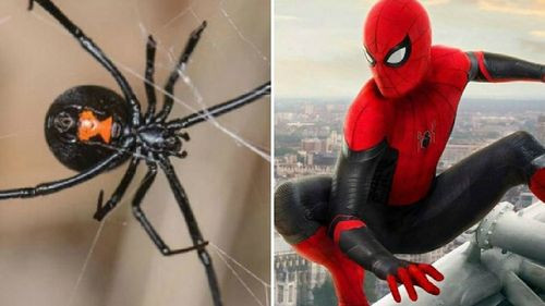 Un niño de 8 años intenta emular al "Hombre Araña" y resulta ser picado por una viuda negra en Oruro