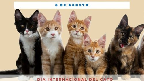 Cada 8 de agosto se conmemora el Día Internacional del Gato