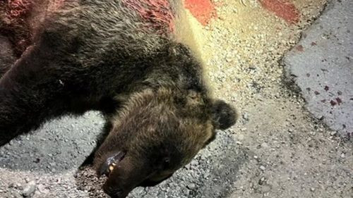 Consternación en Italia: Ejecución de una osa parda en peligro de extinción delante de sus crías