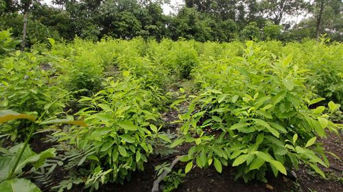Tensión en el Trópico de Cochabamba por debate sobre la reducción de plantaciones de Coca