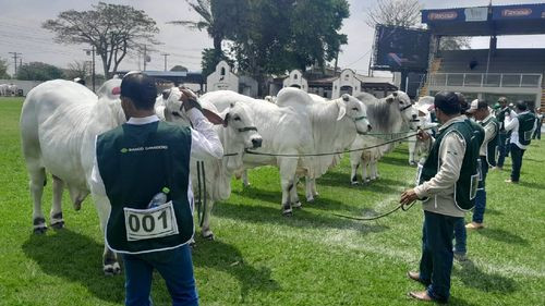 Con ejemplares de alta genética arranca la agenda de juzgamiento en la Fexpocruz 