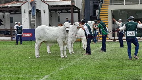 Más de 130  ejemplares pasarán por la pista en el segundo día de juzgamiento de Fexpocruz 