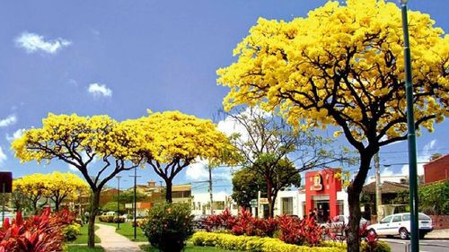 21 de septiembre: Día del estudiante, el amor, la primavera, médico y fotógrafo