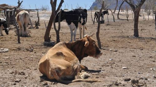 &quot;El Chaco Esta Sin Agua Y Forraje Por Sequia&quot;