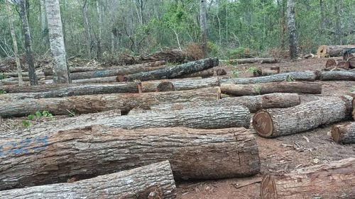 Decomisan 486 troncas de madera ilegal, responsables se dieron a la fuga