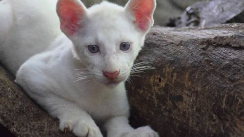El zoológico de Nicaragua presenta a Itzae, el raro puma albino, al público