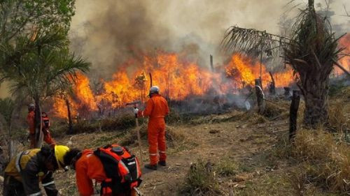 80% de los incendios en el país ocurrieron en áreas protegidas y territorios Indígenas
