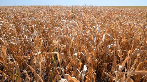 Productores reportan menor producción en trigo y soya, reiteran el pedido del uso de la biotecnología para combatir la sequia