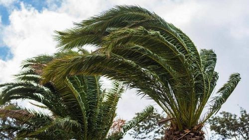 Santa Cruz se prepara para una semana con vientos intensos y altas temperaturas 