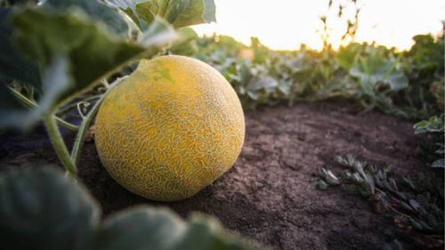 Autoridades canadienses vinculan cinco muertes por salmonella a melones de México
