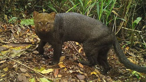 Registradas tres nuevas especies de mamíferos en el Santuario de Machu Picchu