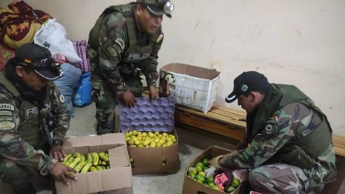  FELCN secuestra 20 kilos de marihuana oculta en cajas de frutas en Caranavi