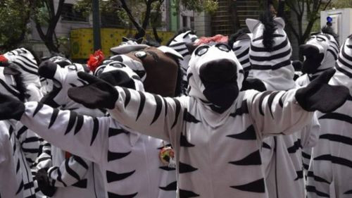 Las &quot;cebritas&quot; retornarán a las calles de La Paz tras aprobación del Concejo Municipal