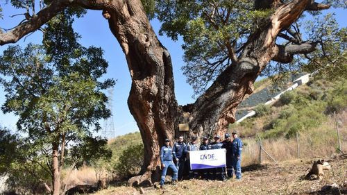 Ende resguarda un árbol de Chilijchi con más de 100 años de vida