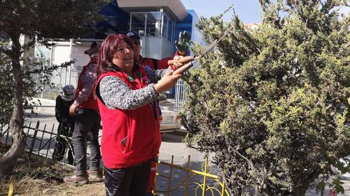 Distrito 6 realiza poda masiva de árboles en avenidas Sucre A y B