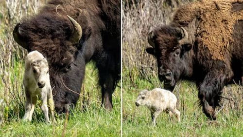 Nace un raro búfalo blanco en Yellowstone, símbolo de esperanza para tiempos mejores