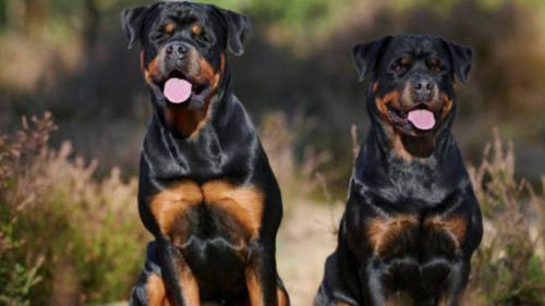 Niña de 4 Años Sufre Ataque de Rottweiler y Queda con el Rostro Desfigurado