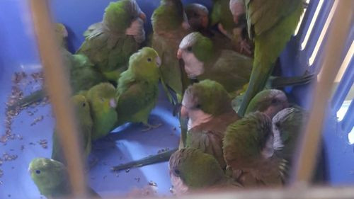 Fiscalía de Oruro investiga a hombre con 43 loros en bolsas de yute