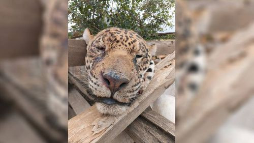Biólogo muere atacado por un Jaguar: La puerta de la jaula no estaba bien cerrada