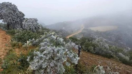 Descenso de Temperaturas Afecta Severamente a Valles Cruceños y la Cordillera