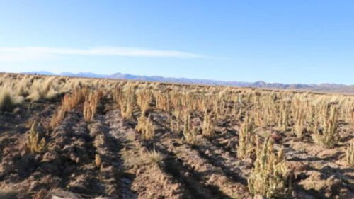  Fenómenos climáticos impredecibles en Bolivia debido al cambio climático  y La Niña