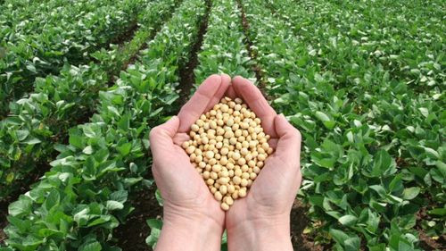Soyeros exigen diésel para revertir pérdidas millonarias en exportaciones y fortalecer la producción