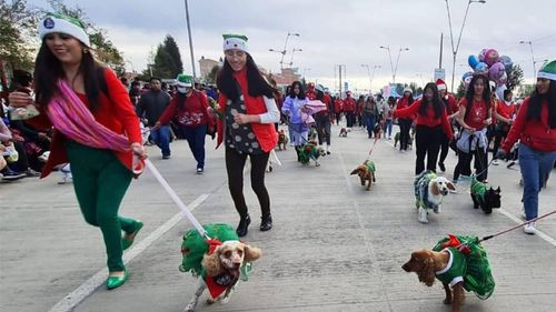 Los peluditos se roban los aplausos en el Desfile Navideño