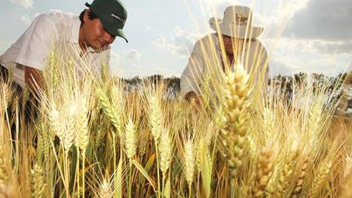 Productores de trigo piden al Gobierno fijar precio para estimular la producción y reducir importaciones