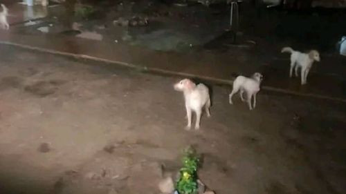 Anciana muere tras ataque de perros que criaba en su hogar en el Parque Demetrio Canelas