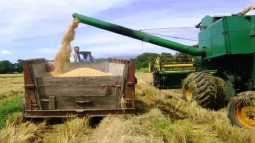 Sector arrocero se opone a la fijación del precio del arroz por parte del Gobierno