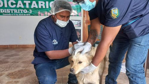 Alcaldía refuerza la vacunación antirrábica en la zona Villa Adela