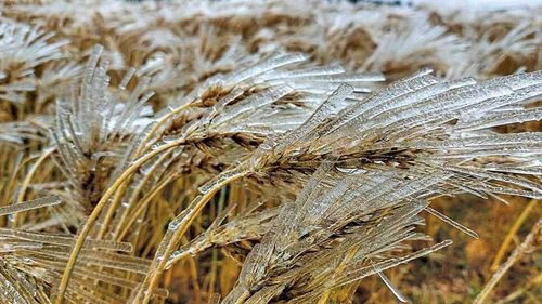 Senamhi activa alerta naranja por posibles heladas en La Paz, Oruro y Potosí